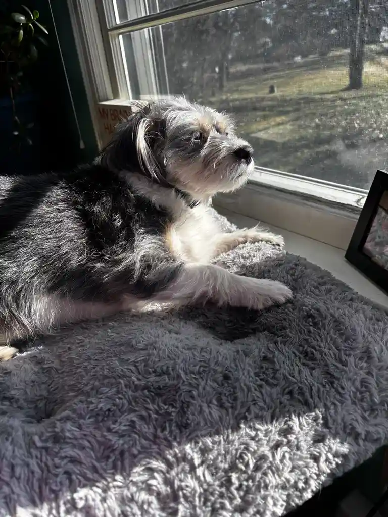 A small, fluffy dog with black and white fur lies on a grey, shaggy blanket on a windowsill, basking in sunlight while…
