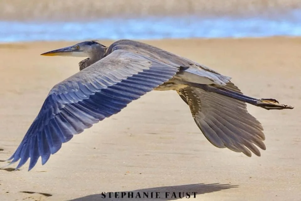 The Majestic Great Blue Heron in All Its Glory