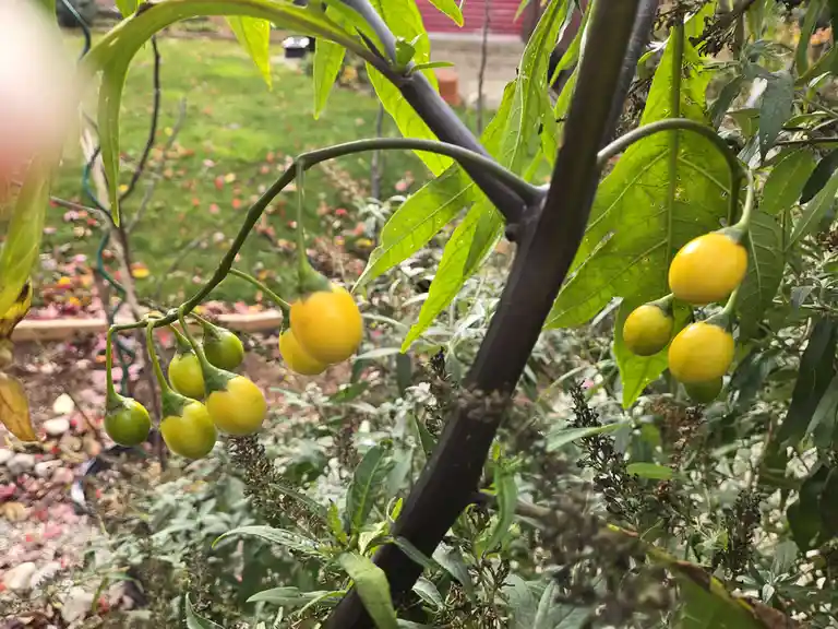 A close-up photo of a plant with clusters of small, yellowish-green, egg-shaped fruits hanging from stems among green…
