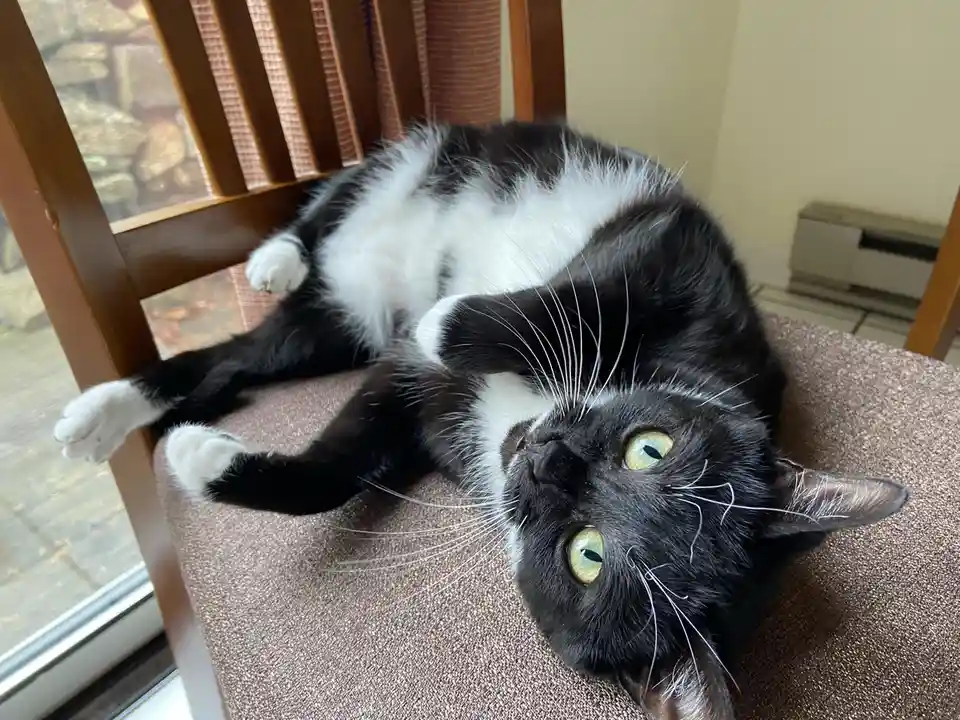 A black and white cat with green eyes is lying on its back on a brown upholstered chair, looking up at the camera with a…