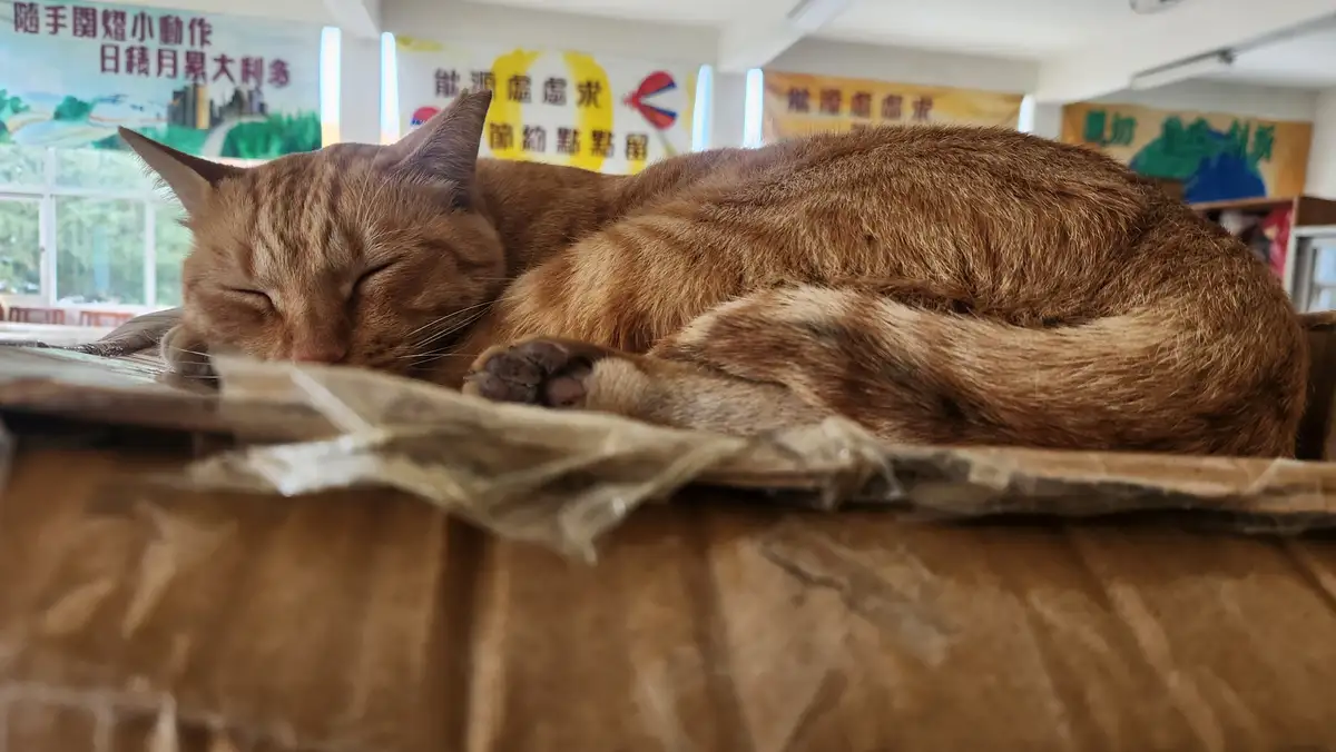 An orange tabby cat is curled up and sleeping soundly on top of a cardboard box, with its eyes closed and paws tucked in…