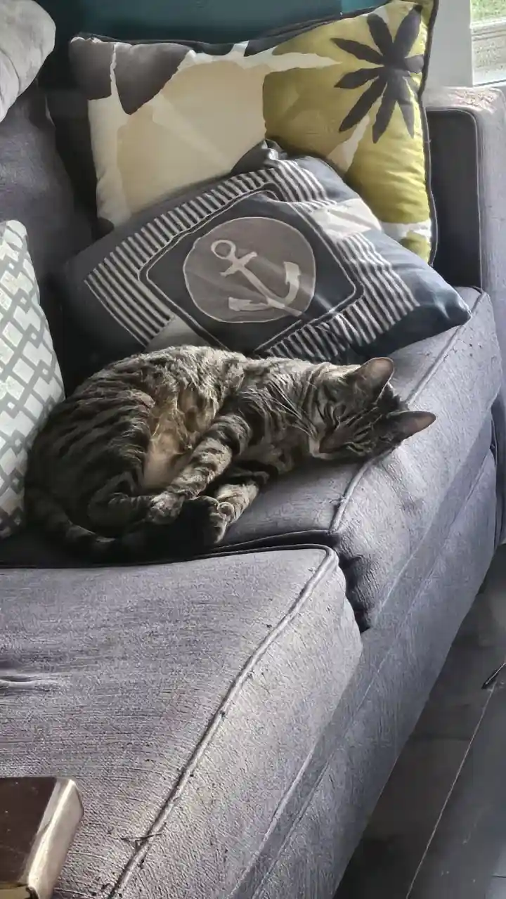 A tabby cat is curled up and sleeping soundly on a gray couch, surrounded by decorative pillows including one with an anchor…