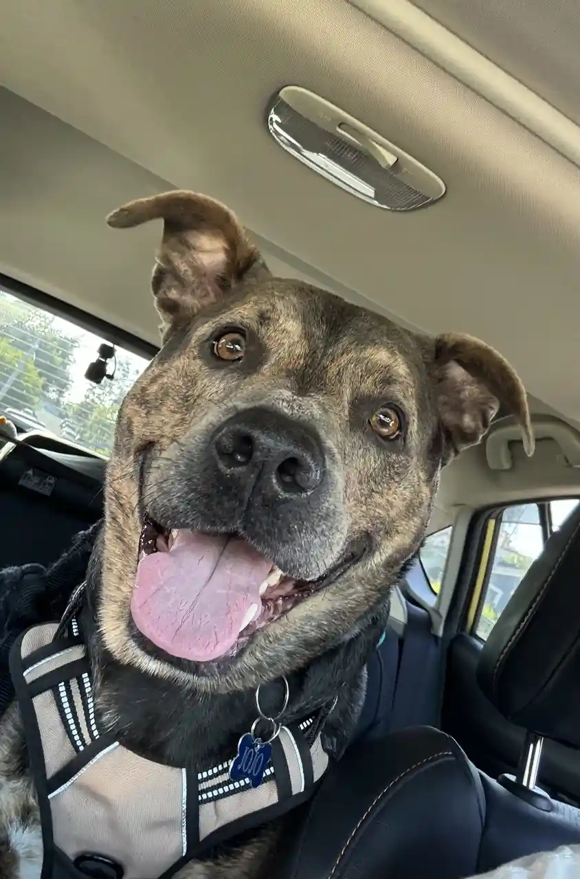 A brindle-coated dog with floppy ears and a wide, happy grin, wearing a harness with a blue tag that reads 'jojo', sits in…
