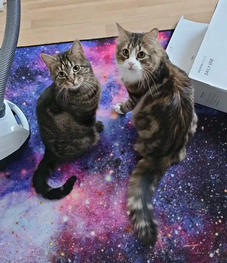 Two tabby cats sit on a colorful galaxy-patterned rug, looking up with wide eyes. A vacuum cleaner hose is visible on the…