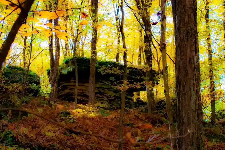 A vibrant autumn forest scene with golden-yellow leaves on trees and brown foliage on the ground, featuring a moss-covered…