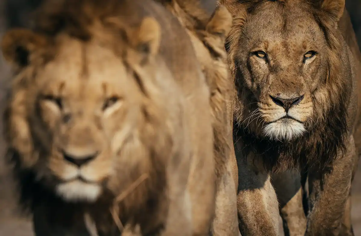Two male lions are shown, one in sharp focus looking directly at the camera with a serious expression, while the other…