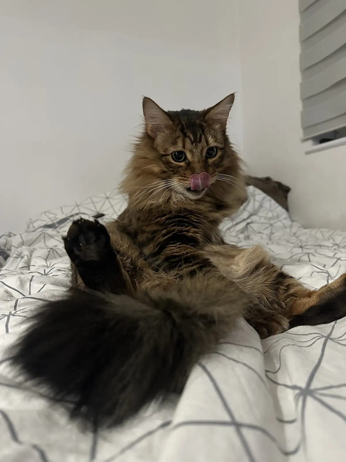 A fluffy brown tabby cat lies on its back on a white bedspread with grey geometric patterns, one paw raised. Its pink tongue…