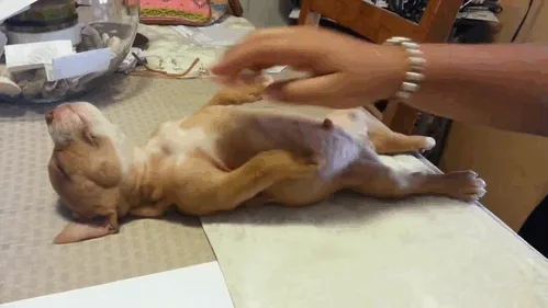 A sequence of six photos shows a light brown puppy lying on its back on a table, being gently petted by a person's hand…