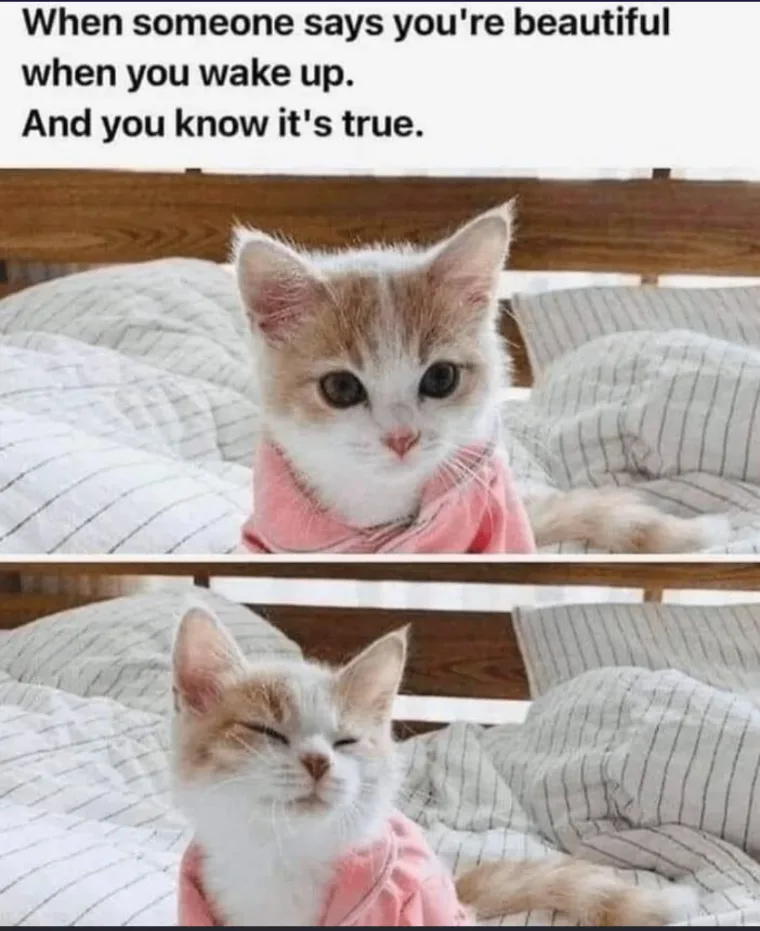 A two-panel image shows a small, fluffy, orange-and-white kitten wearing a pink garment, sitting on a bed with striped…