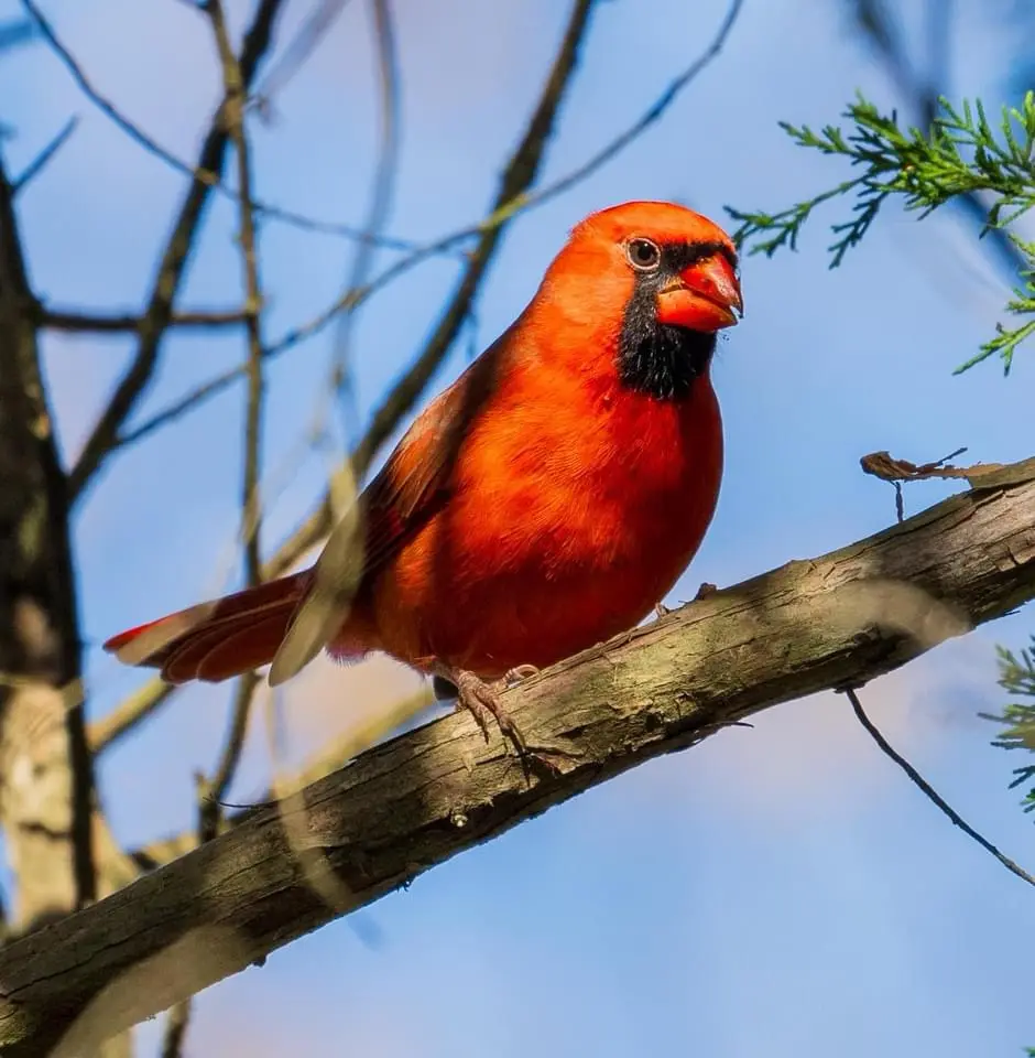 A male cardinal bird with bright red feathers and a black facial mask perches on a tree branch against a blue sky. The…