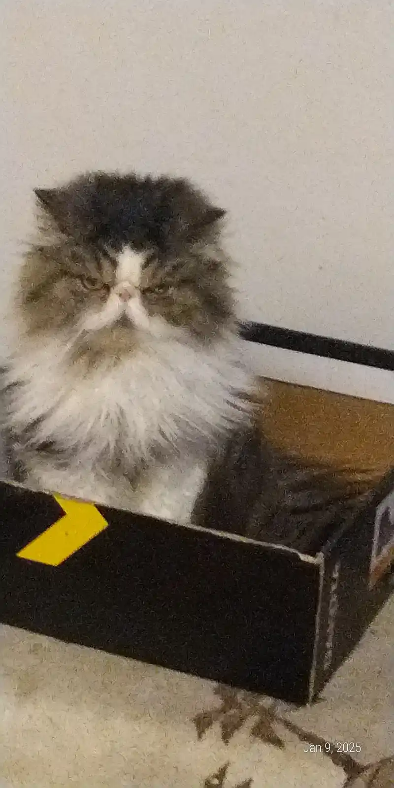 A fluffy, long-haired cat with a grumpy expression sits inside a black shoebox that has a yellow arrow pointing right. The…