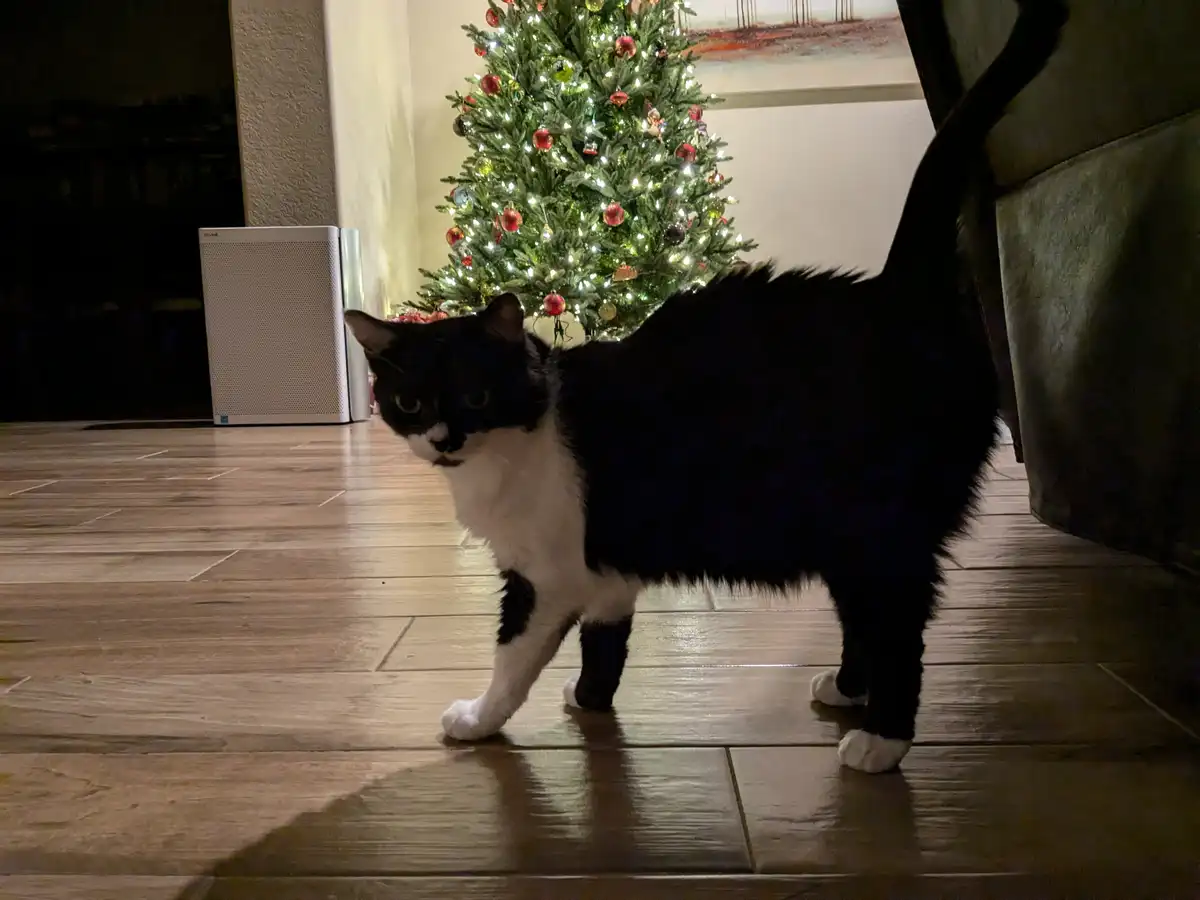 A black and white cat stands on a tiled floor in front of a decorated Christmas tree, looking slightly annoyed or…