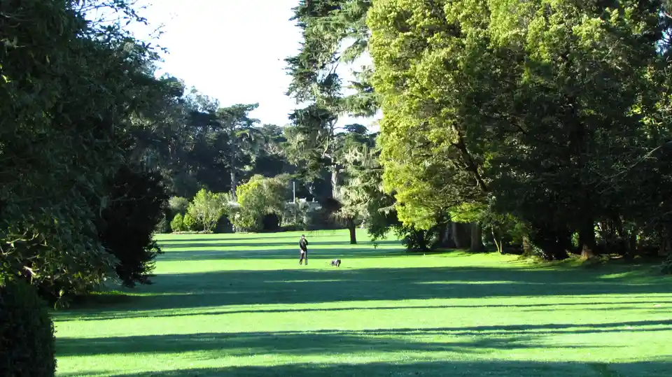 A person and a dog are standing in a wide, sunlit green park surrounded by tall trees. The person is holding a frisbee, and…