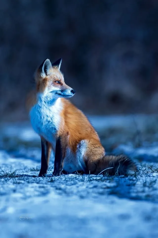 A red fox sits upright in a snowy, blue-toned landscape, looking off to the side with a calm, almost smug expression. The…