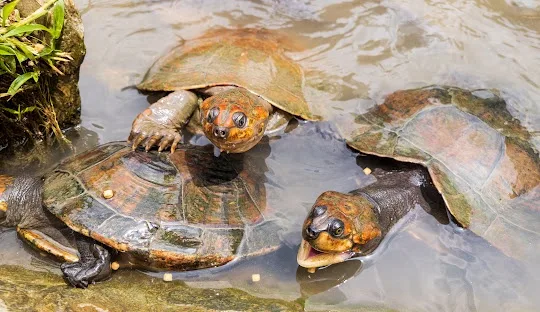 Three turtles are in shallow water, one is partially submerged with its head and front limb visible, another is fully…