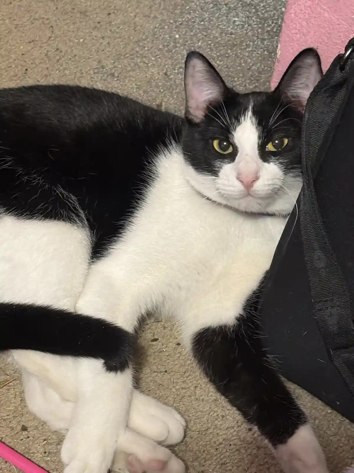 A black and white cat with yellow eyes lies on a beige carpet next to a black bag, looking directly at the camera with a…