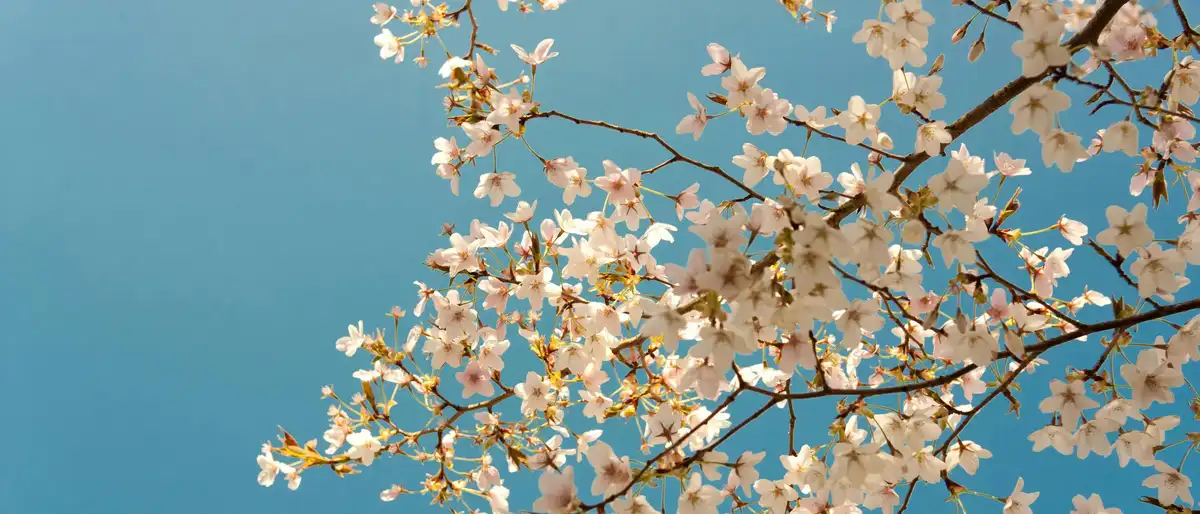 The Beauty of a Single Flower