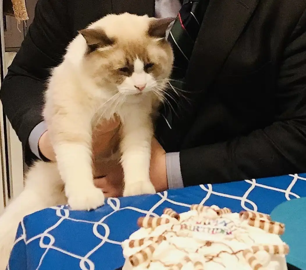 A fluffy, long-haired cat with a cream and brown coat is being held by a person in a dark suit and tie, looking down with a…