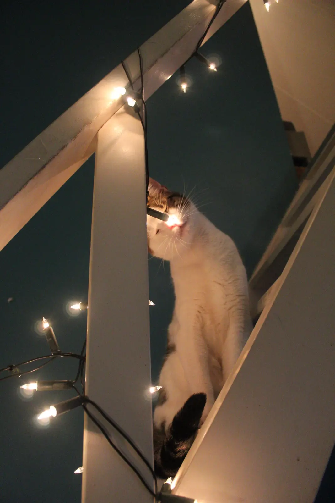 A white and brown cat is perched on a white wooden structure at night, with string lights draped around it. The cat has a…