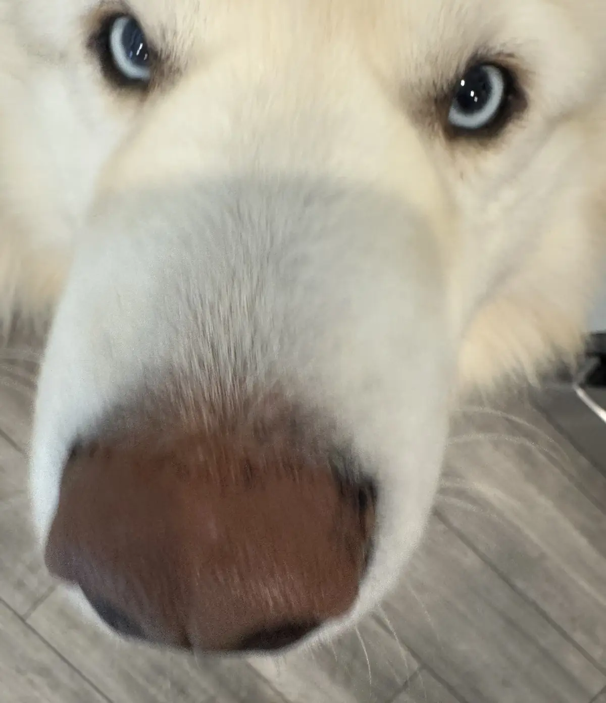 A close-up photo shows a light-colored dog with striking blue eyes and a dark brown nose, looking directly at the camera…