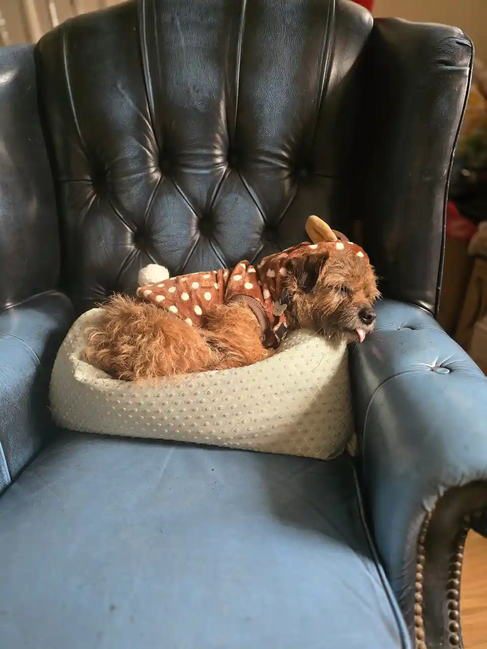 A scruffy brown dog wearing a brown and white spotted deer costume with antlers is lying in a light-colored dog bed placed…