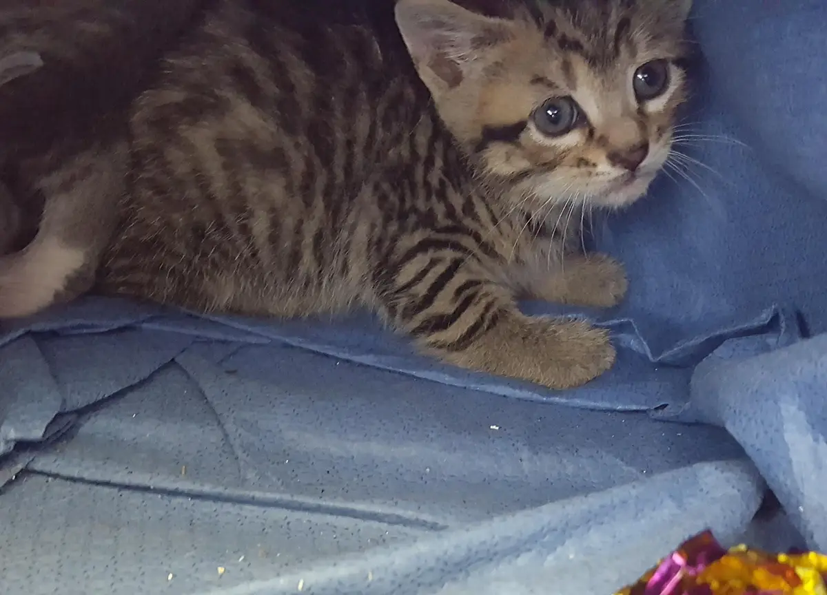 A small tabby kitten with large, wide eyes and striped fur lies on a blue fabric surface, looking directly at the camera…