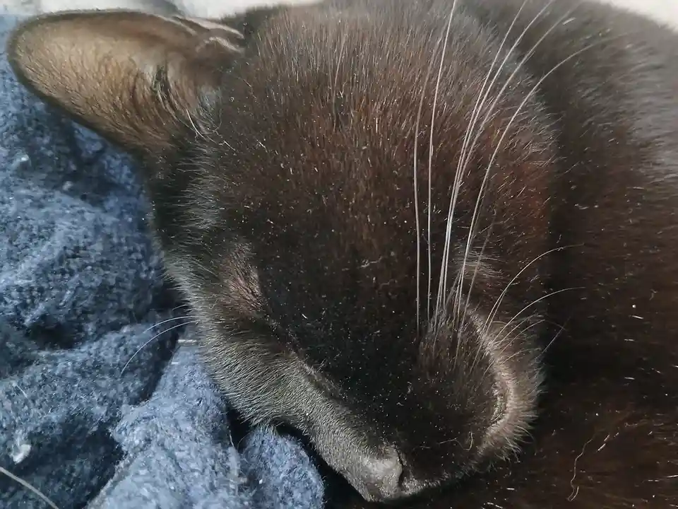 A close-up photo shows the head of a dark brown cat sleeping peacefully on a blue textured blanket, with its eyes closed and…