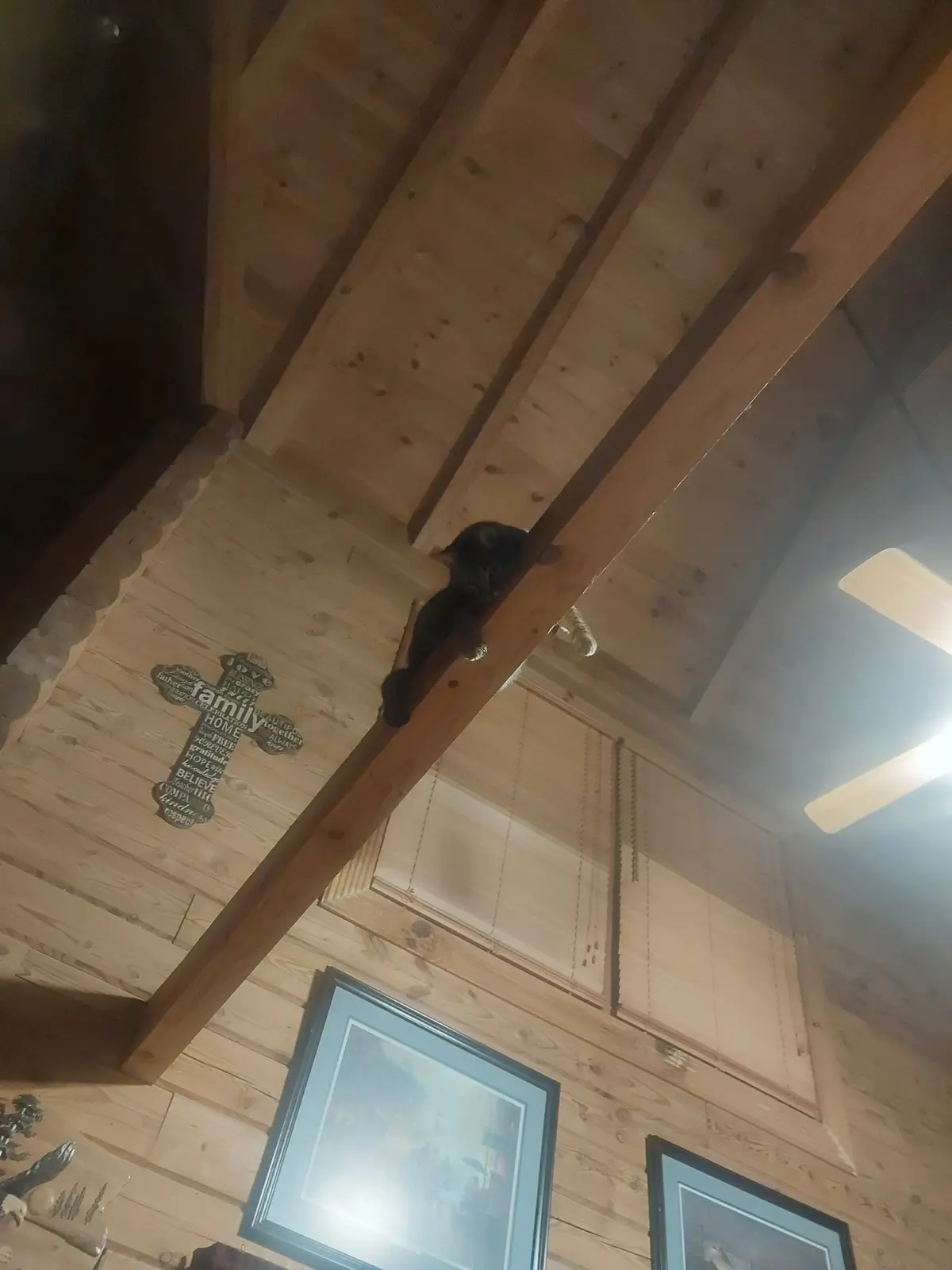 A dark-furred cat is perched on a wooden beam inside a rustic cabin with exposed wood paneling and beams. The cat is looking…