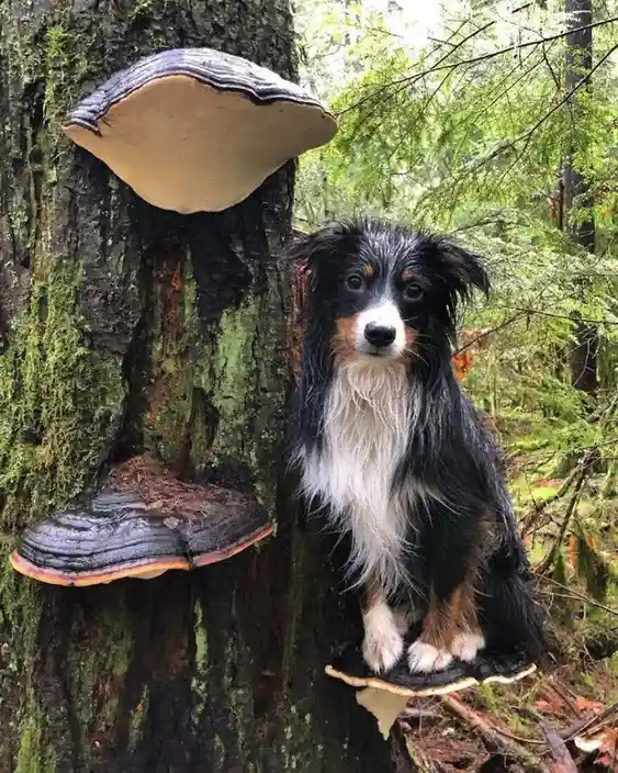A black, white, and tan dog with long fur sits on a large, flat mushroom growing on a mossy tree trunk in a forest. Two…