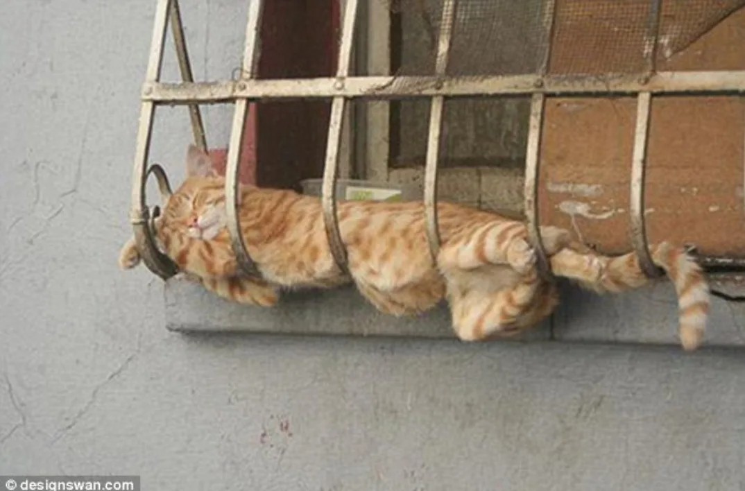 an orange tabby cat is stretched out and sleeping soundly while wedged horizontally inside a rusty metal security grille…