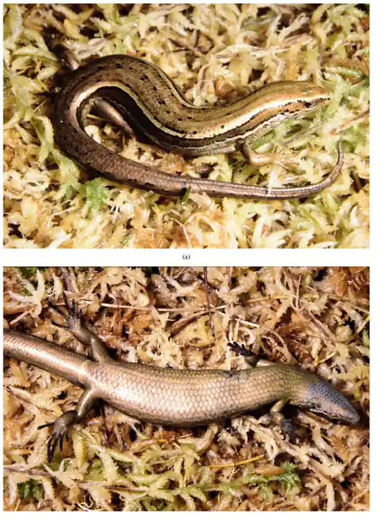 The image displays two photographs of a brownish-golden skink lizard resting on mossy ground. The top photo is labeled '(a)'…