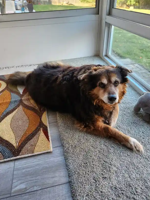 Daily Dose of Cuteness: Peanut the Dog's 1532nd Day