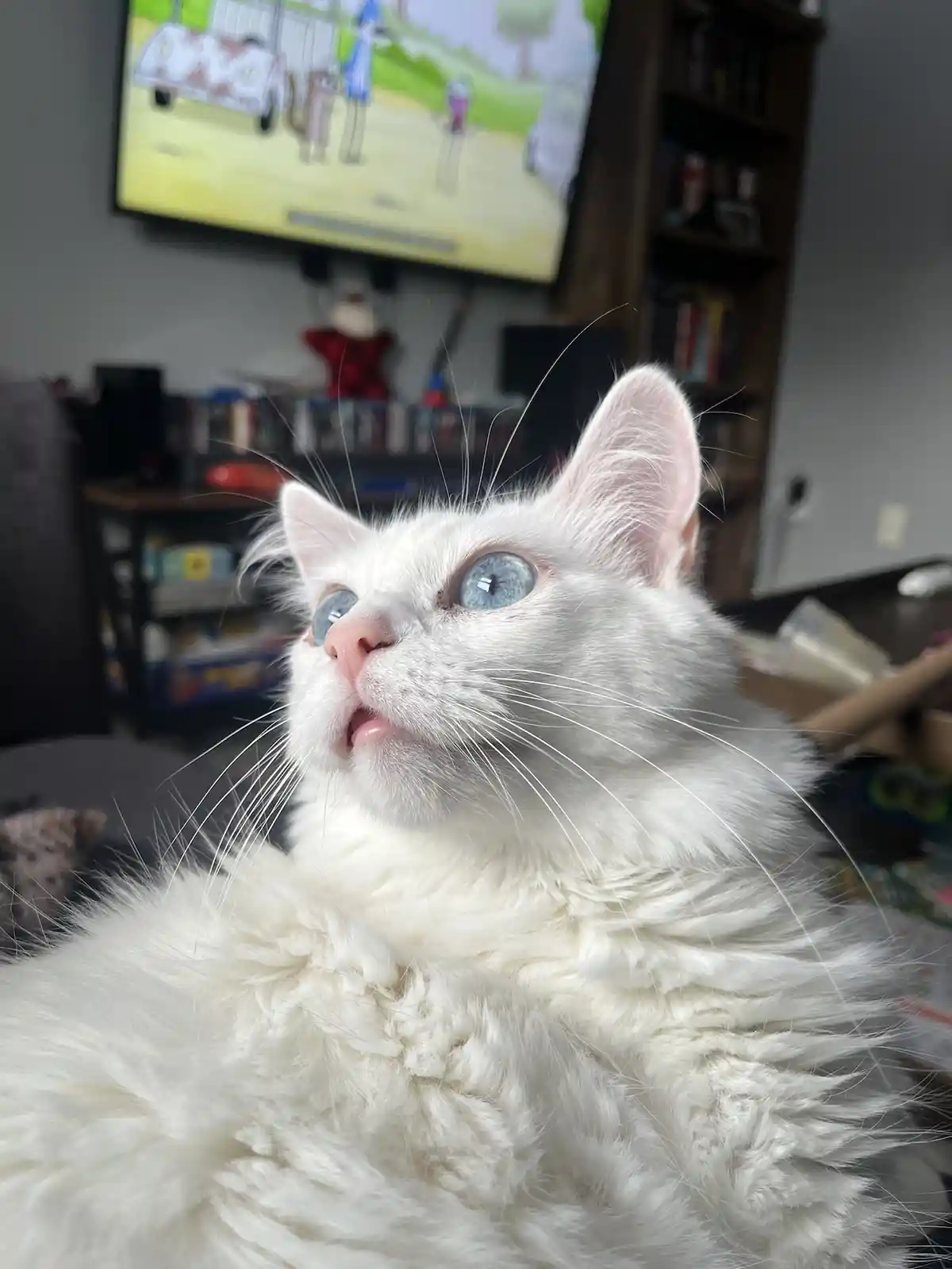 A fluffy white cat with striking blue eyes looks upward with its mouth slightly open, appearing unimpressed or mildly…