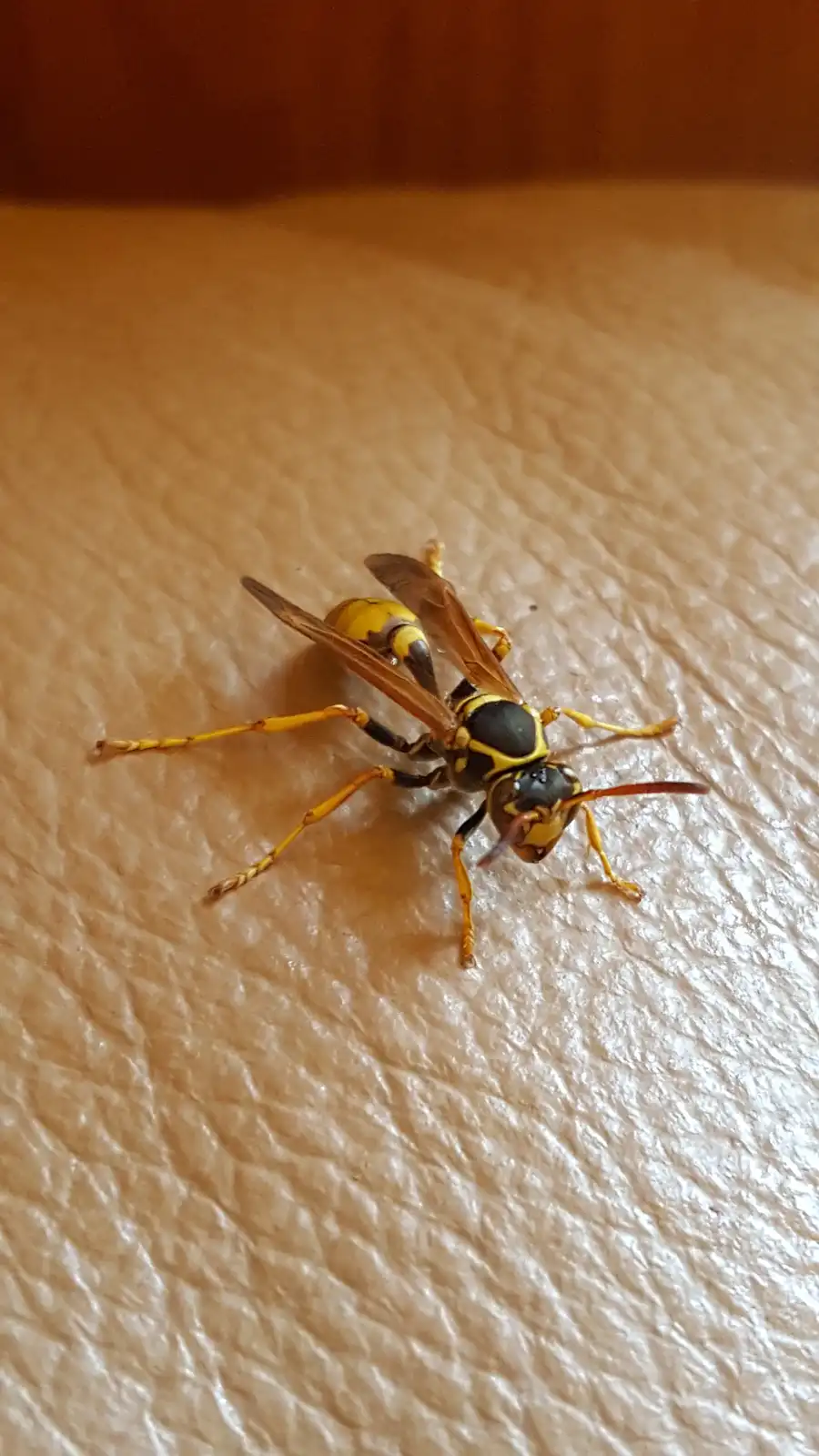 A close-up photo shows a yellow and black wasp resting on human skin, which has visible texture and wrinkles. The wasp's…