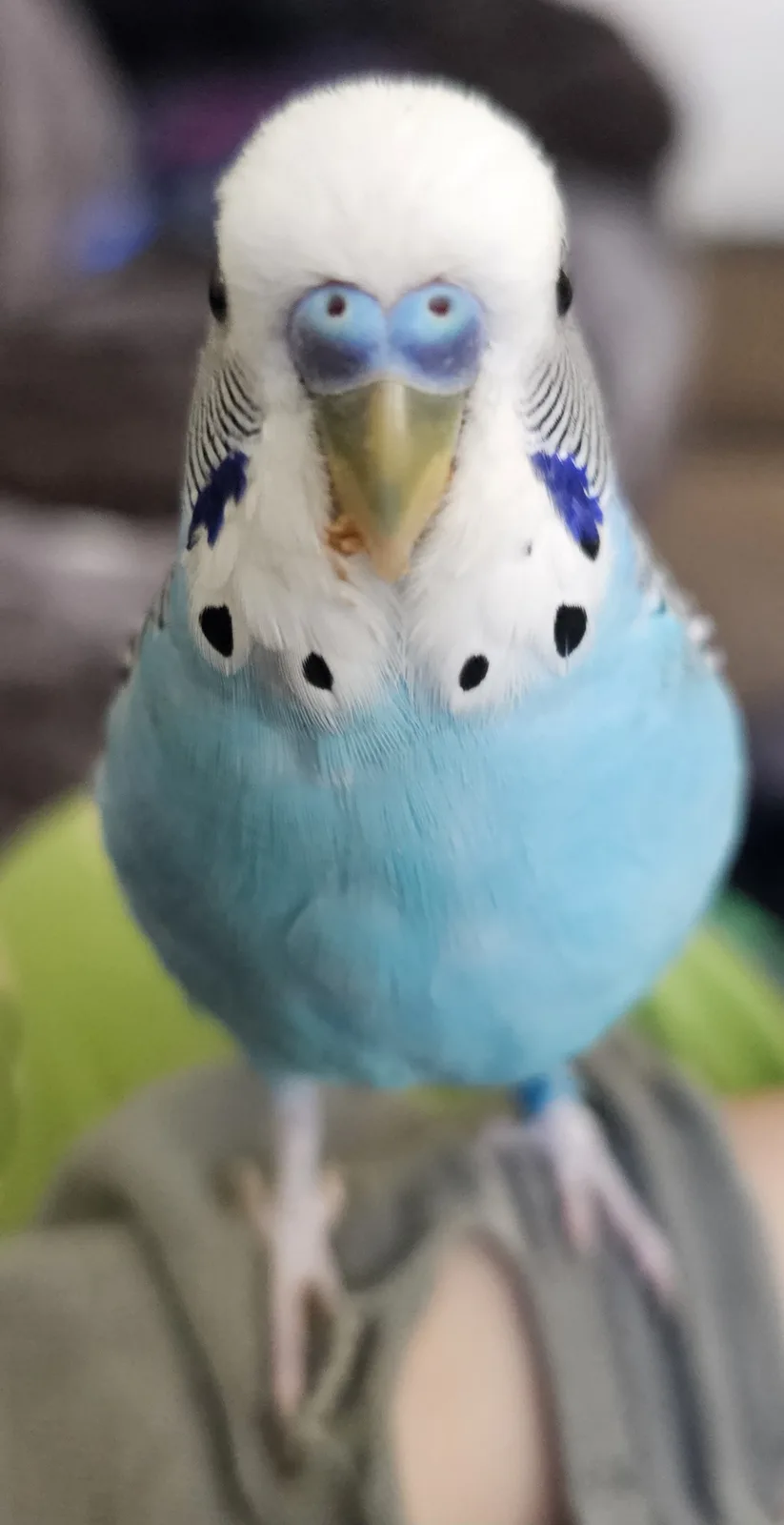 A close-up photo of a blue and white budgerigar (parakeet) with a very intense, unblinking stare, perched on a person's…