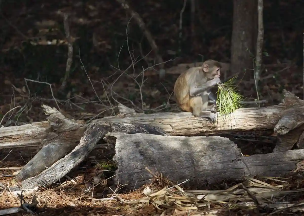 A brown monkey sits on a large, weathered log in a forest, holding and eating a bundle of green grass. The background is…