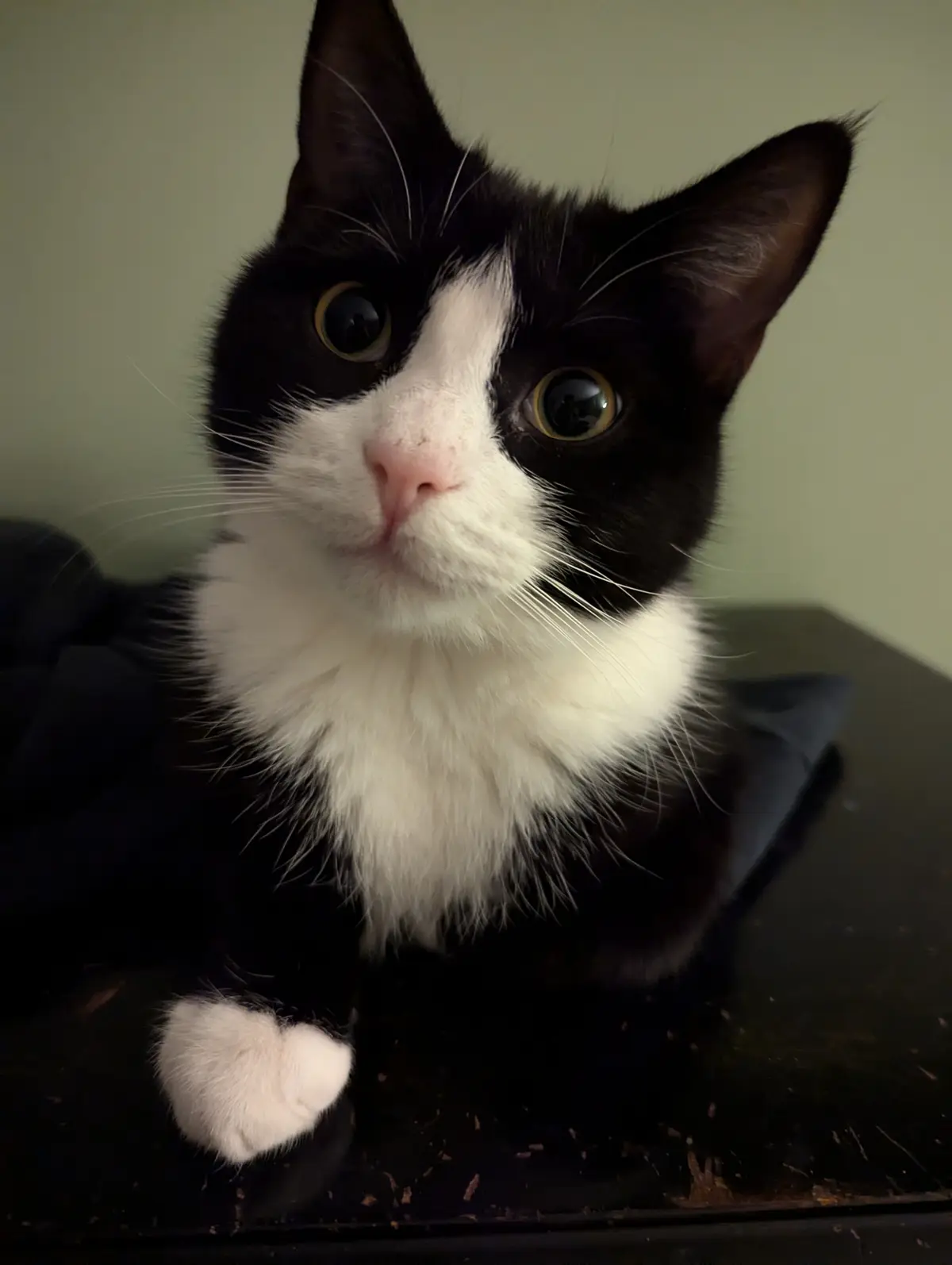 A close-up photo of a black and white cat with wide, startled-looking eyes and a pink nose, looking directly at the camera…