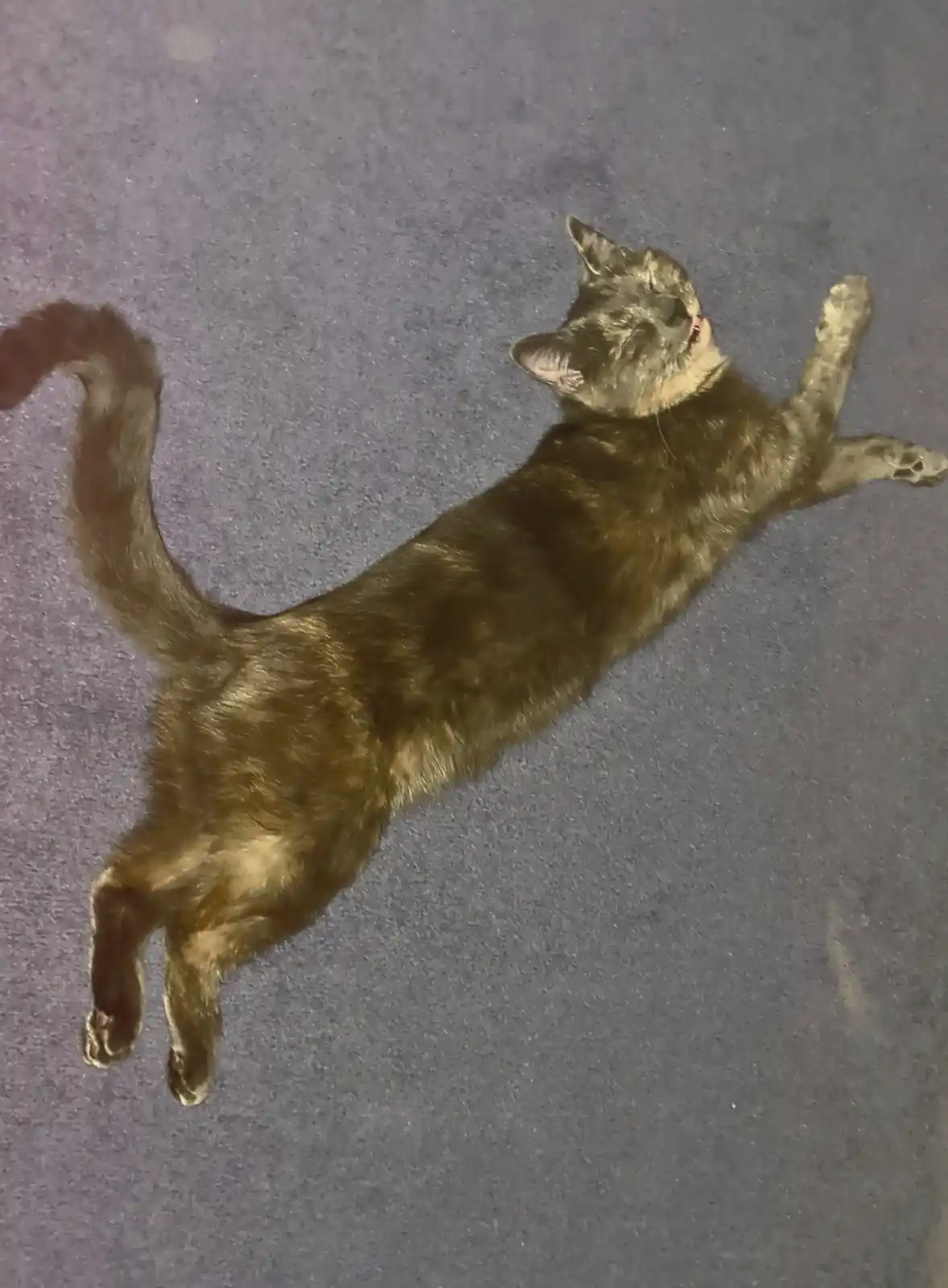 A brown tabby cat lies sprawled on its back on a gray carpet, limbs extended, eyes closed, and mouth slightly open as if…