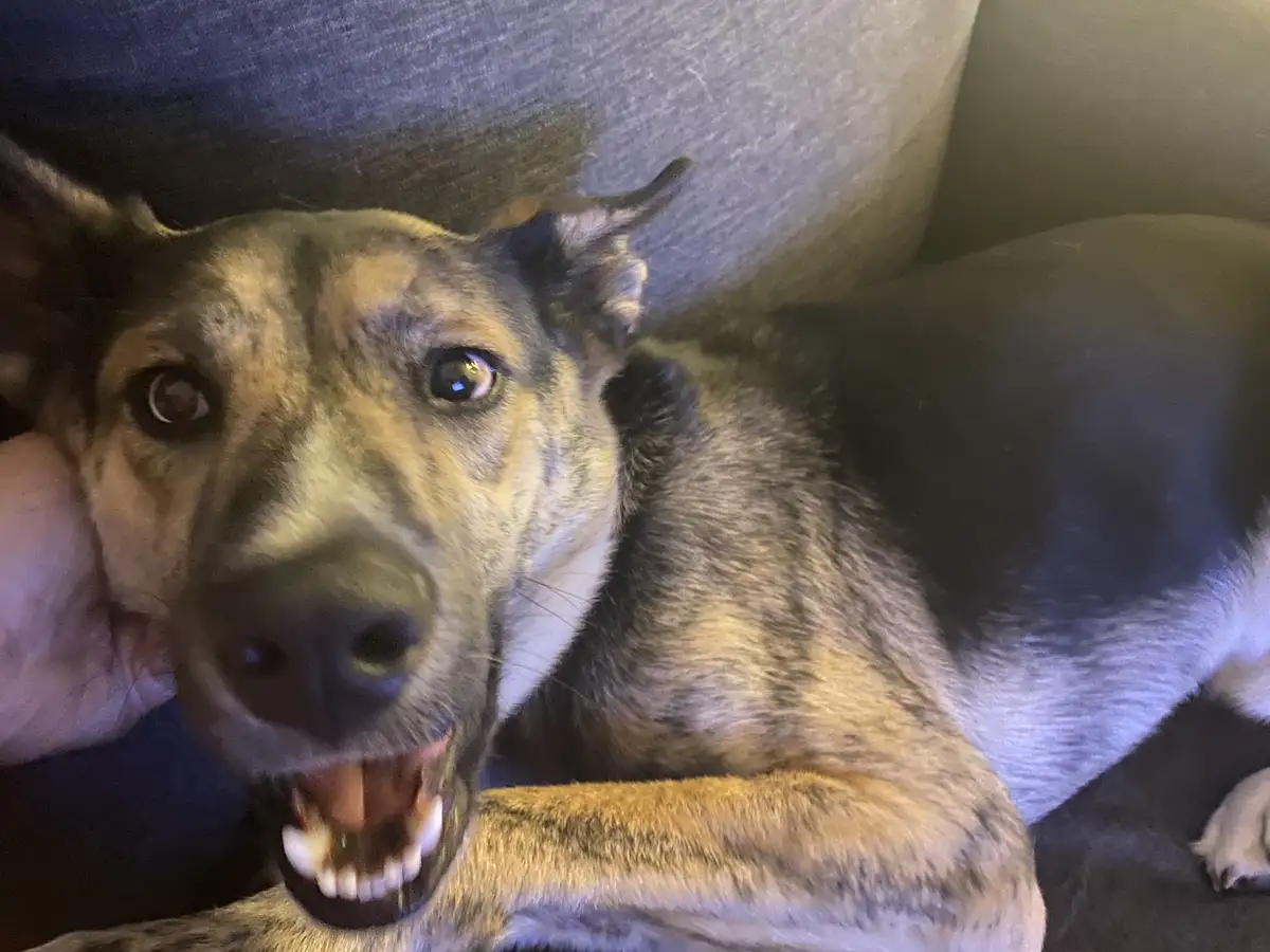 A close-up photo of a brindle-coated dog with its mouth open in a wide, toothy expression, looking directly at the camera…