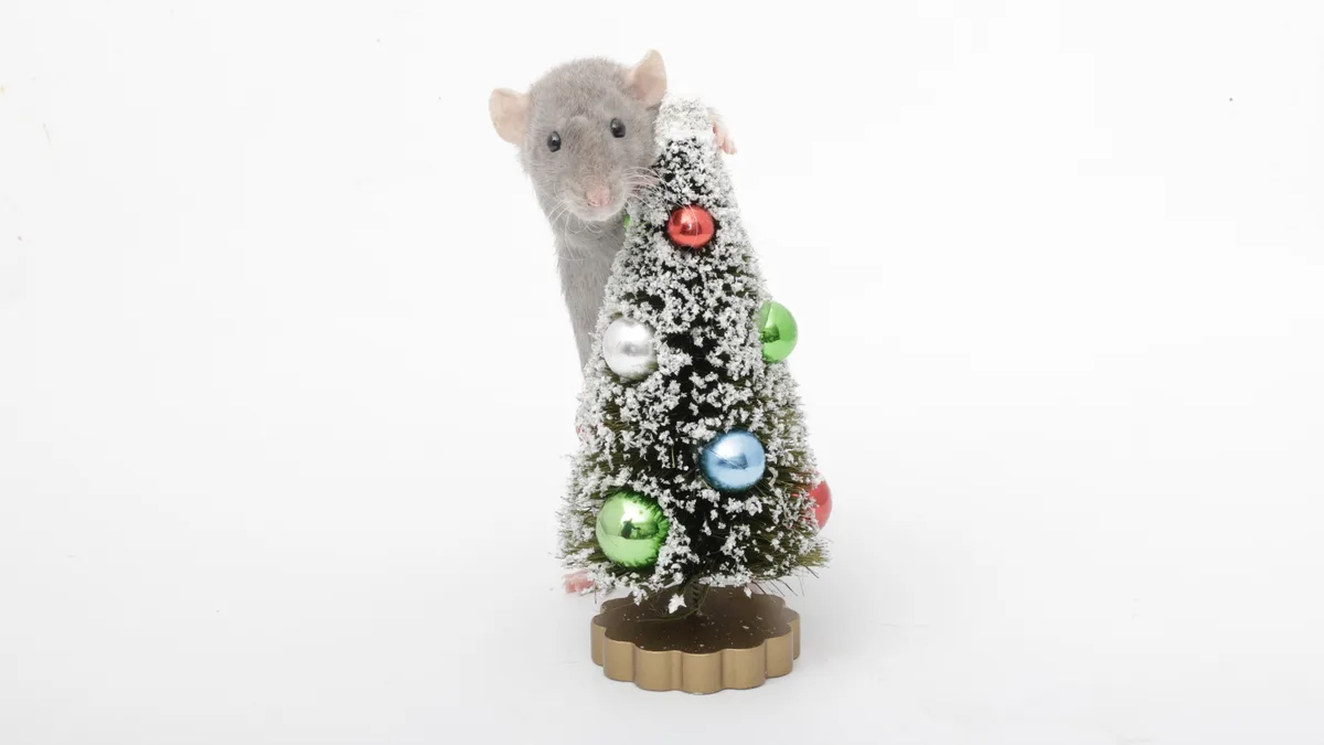 A small gray rat is peeking out from behind a miniature, snow-dusted Christmas tree decorated with colorful ornaments. The…