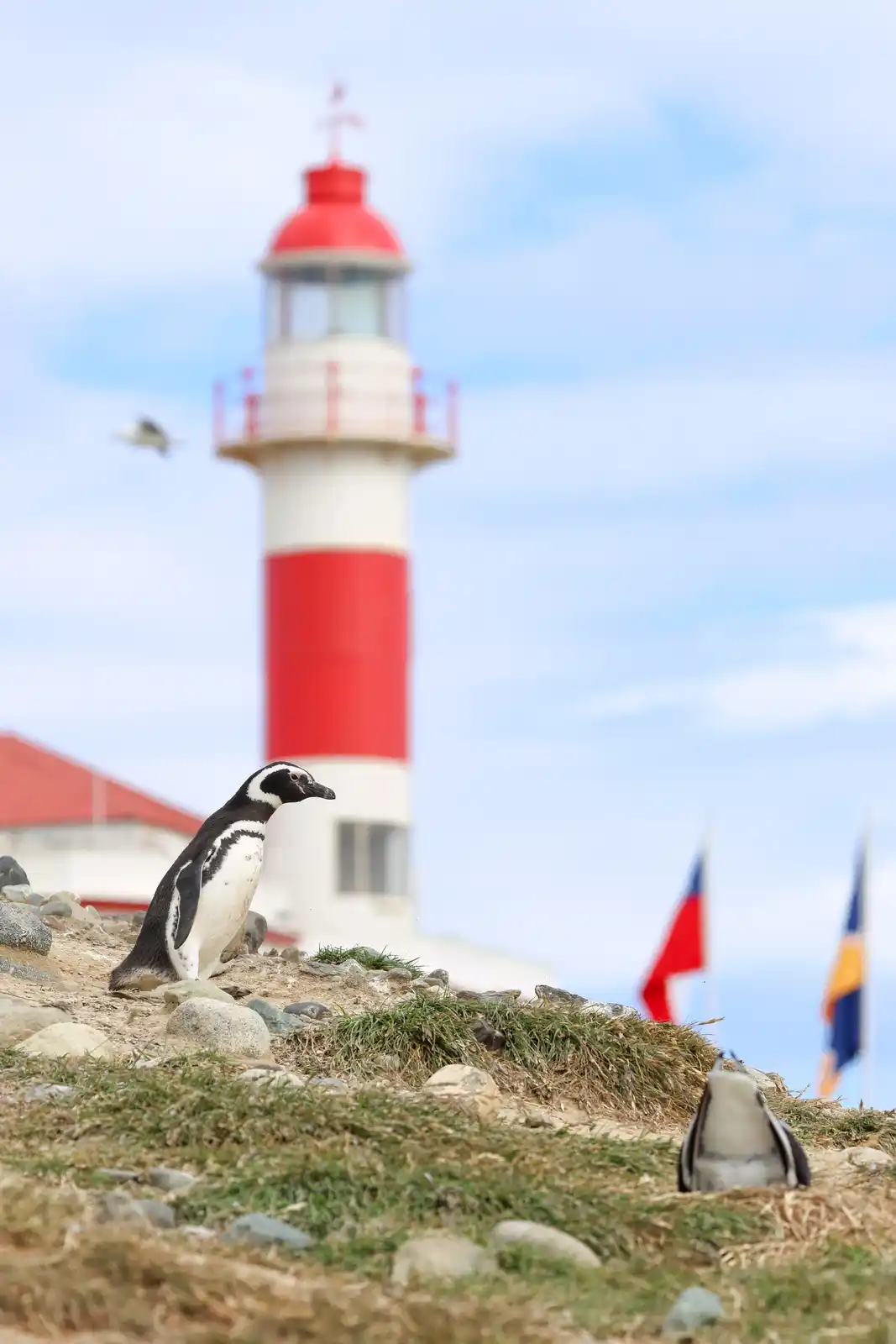 A penguin stands on a grassy, rocky hillside in front of a red-and-white striped lighthouse. Another penguin is partially…