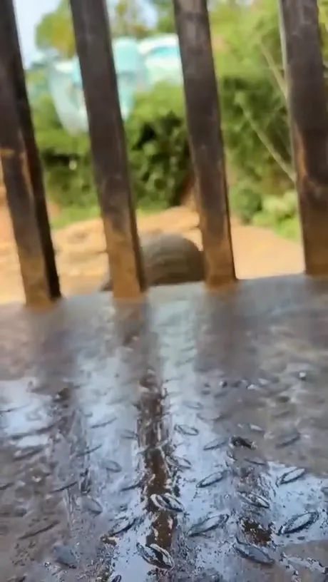 A blurry, low-angle shot shows a dark, furry animal—likely a dog—peeking through vertical wooden slats, possibly a fence or…