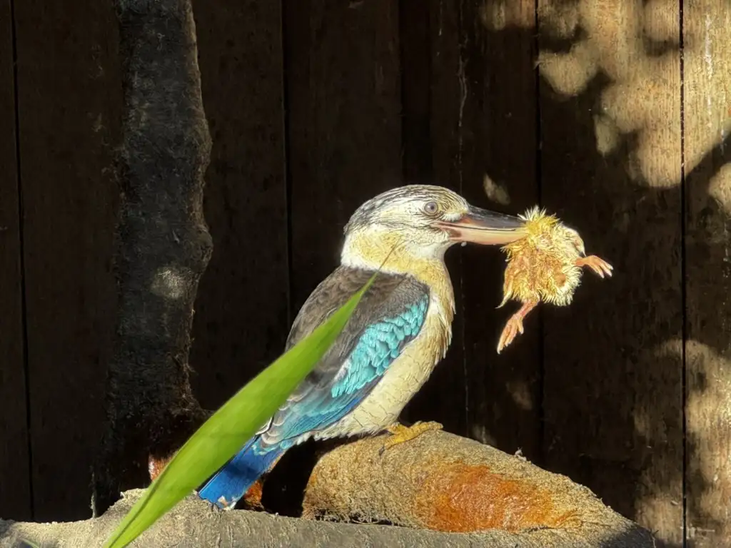 A kookaburra perched on a rock holds a small, fluffy, dead chick in its beak, with a wooden fence and a green leaf in the…