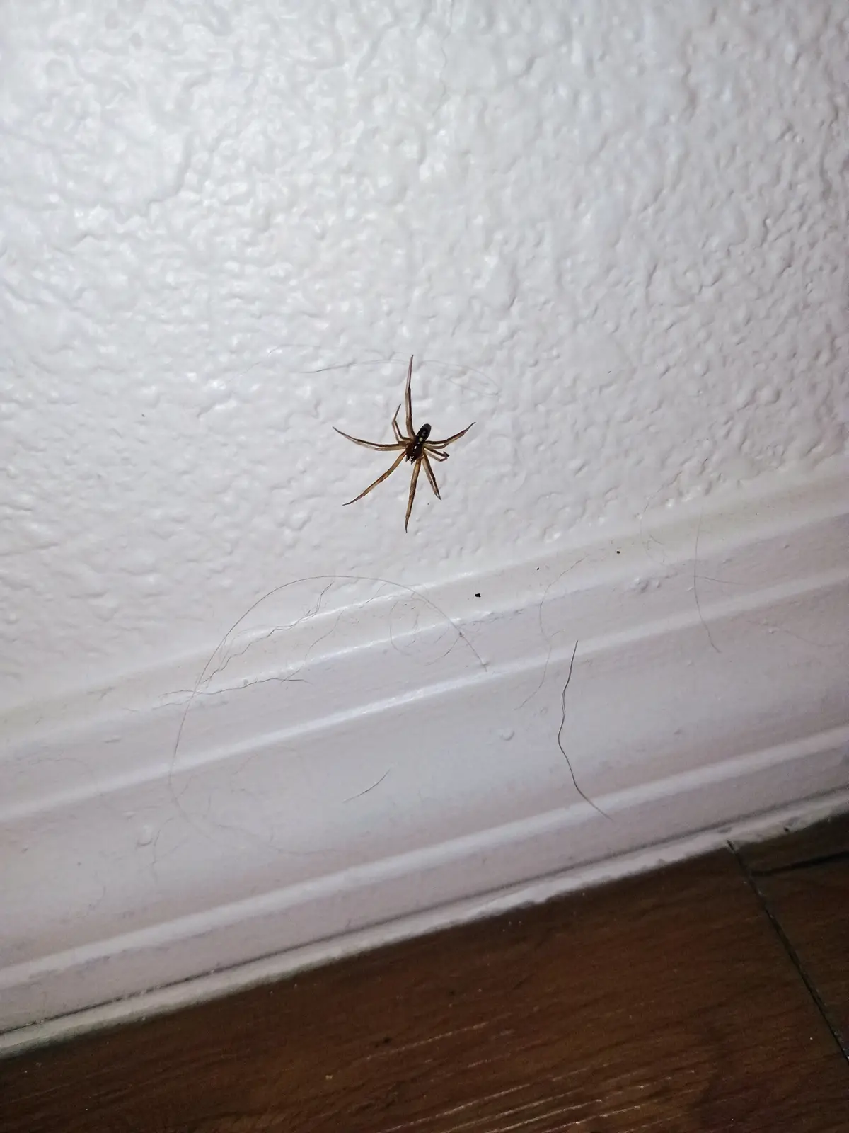 A small spider with long legs is suspended in mid-air near a white textured wall and baseboard, with faint webbing visible…