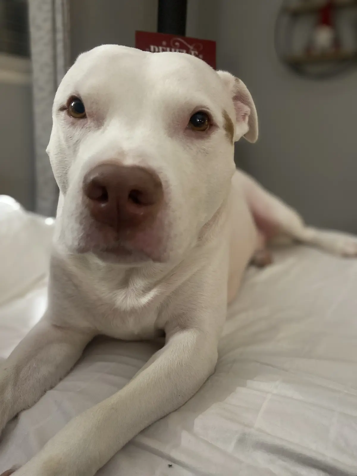 A close-up photo of a white pit bull-type dog lying on a white bedspread, looking directly at the camera with a calm…