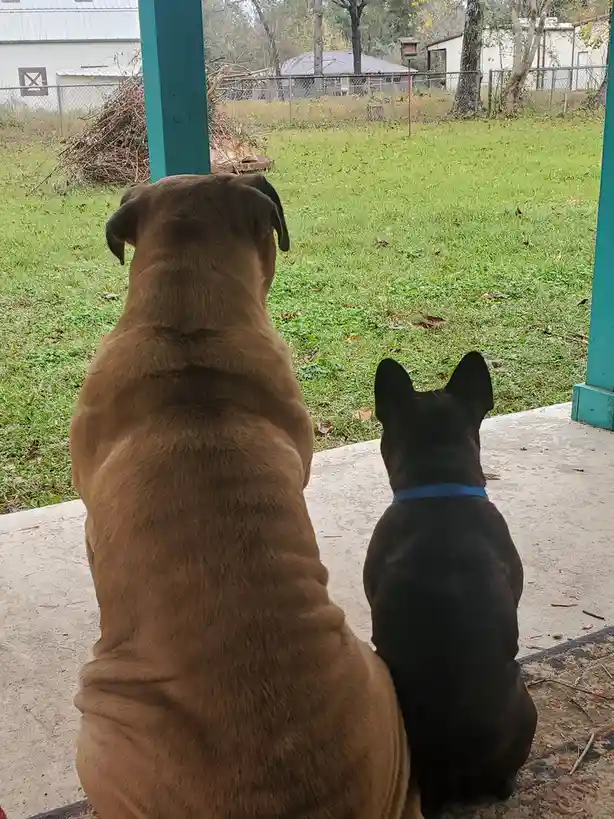 Two dogs, one large brown and one small black, sit side by side on a porch facing away from the camera toward a grassy yard…