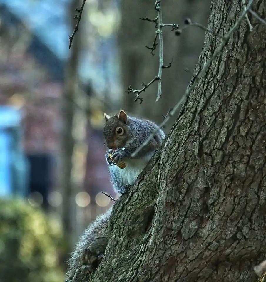 a gray squirrel is perched on the rough bark of a tree trunk, holding and eating a nut with both paws. The background is…