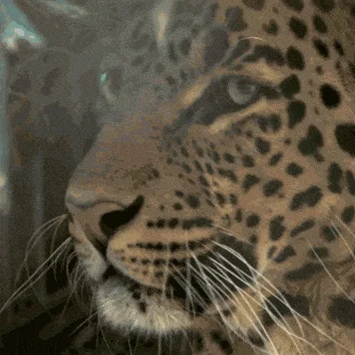 A six-panel grid shows a leopard's face transitioning from calm to progressively more intense snarls and roars, with the…