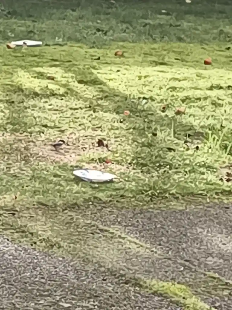 A blurry outdoor photo shows a grassy area with scattered brown leaves and two white, oval-shaped objects resembling…