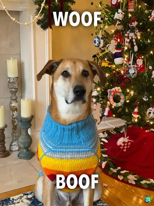 A tan and white dog wearing a colorful striped sweater sits in front of a decorated Christmas tree with lights and…